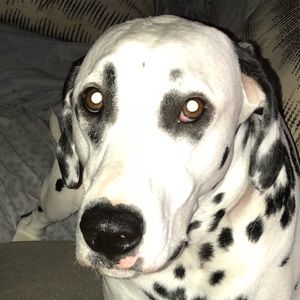 Meet your Posher, Maggie